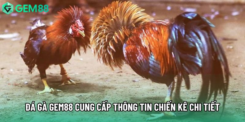 Đá gà gem88 cung cấp thông tin chiến kê chi tiết